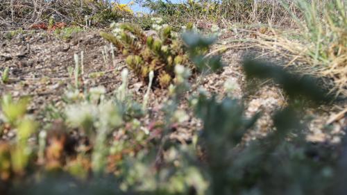 Saint-Floret [30-04-2022](0680).jpg